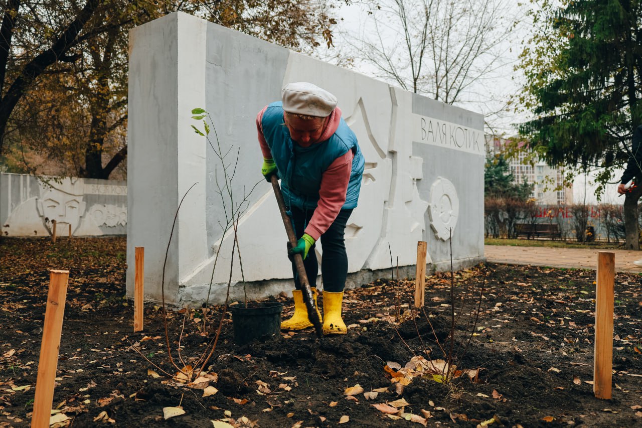 Саратовскую «Территорию детства» озеленили бересклетом